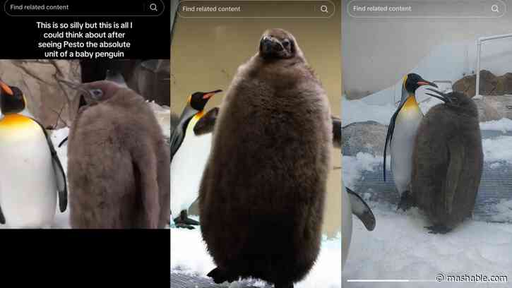 Meet Pesto the penguin, an absolute unit, massive King Penguin chick in Australia