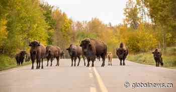 5 bison killed in collision at Elk Island National Park