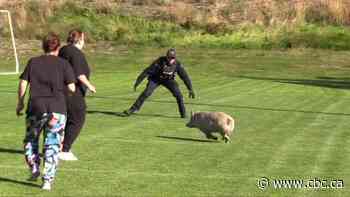 Video shows escaped pigs evading police in school field