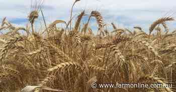 Drought tolerant genetically modified wheat trials get approval from OGTR