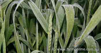 Frost to further cut grain production