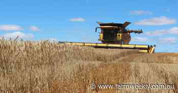 Lack of finishing rain sees downgrade to overall WA crop production