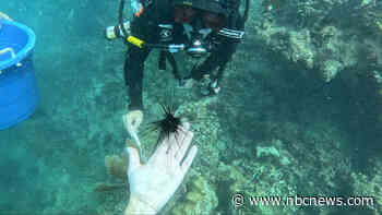 As coral reefs face unprecedented heat, scientists experiment with new ways to protect them