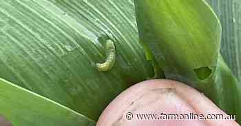 Be prepared for Fall armyworm