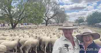 Hay Merino breeders appeal to repeat buyers