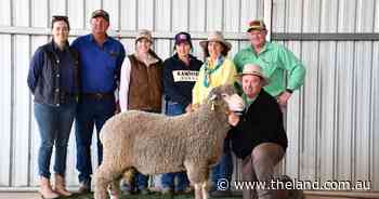 Good support at Bella Lana as return buyer takes the top-priced ram