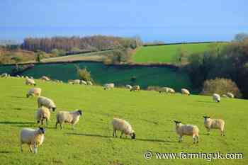 Bluetongue confirmed in Somerset as over 80 farms now affected