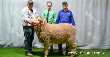 Goodooga clients were the bidders to beat at the Weealla ram sale