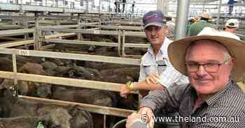 Tamworth agents yard 4322 as demand for steers and heifers strong