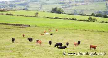 Northern Irish farmers urged to opt in to new beef carbon scheme