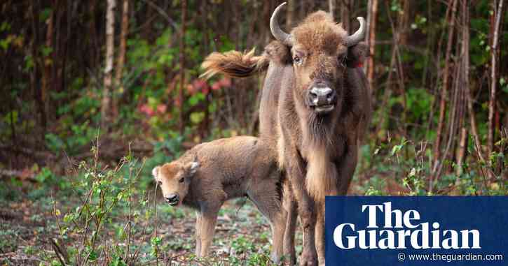 UK’s first ever bison bridges under construction in Kent woodland