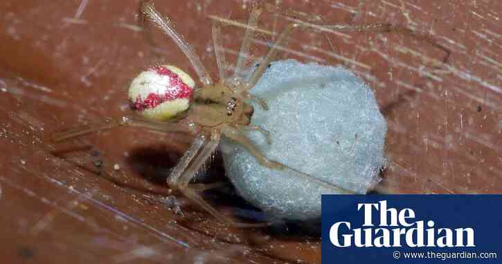 Country diary: A mission to help gardening’s invertebrate collateral damage | Phil Gates