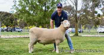 Online buyers dominate Gooramma Poll Dorset sale for a full clearance