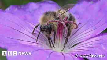 Rare bee sighting a 'conservation success story'