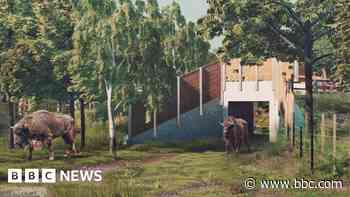 Work begins on bridges to give aerial views of bison