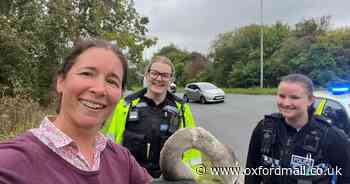 Terrified swan rescued from busy roundabout on A34