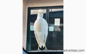 Rearview Mirror: Lighthearted column of yo-yos, kimchi, egrets