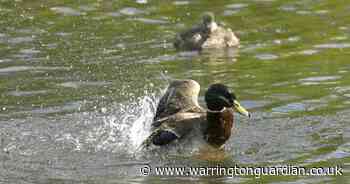 Almost 100 water pollution incidents were not visited immediately in Warrington