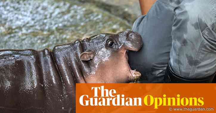 A baby pygmy hippo named Moo Deng: she is all we want to look at | Helen Sullivan