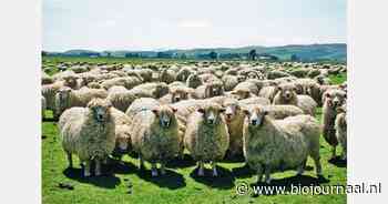 Meer variatie in klinisch ziektebeeld bij blauwtong onder schapen