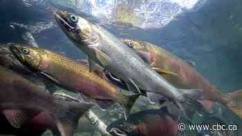 Salmon populations in decline across B.C. and the Yukon: report