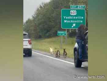 Goats baaa-ck home after running around on western NC highway