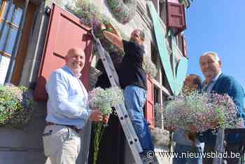 Bilzense florist decoreert oud stadhuis met 2.000 stengels gipskruid