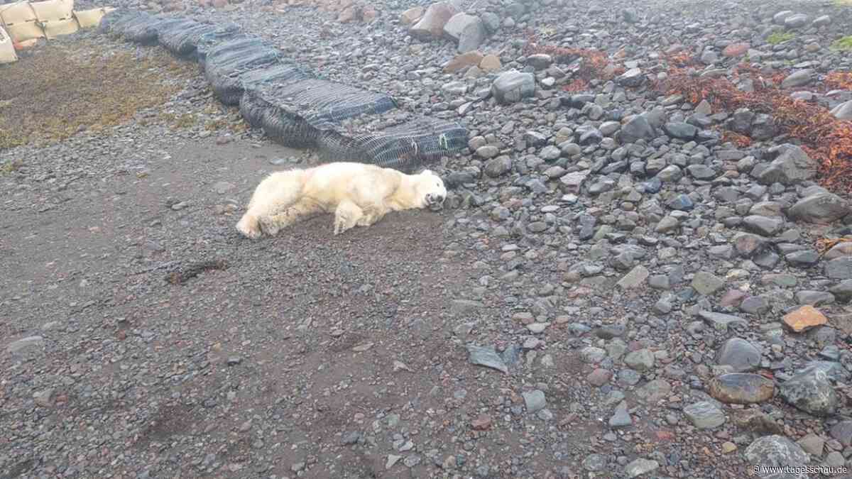 Islands erster Eisbär seit 2016 von Polizei erschossen