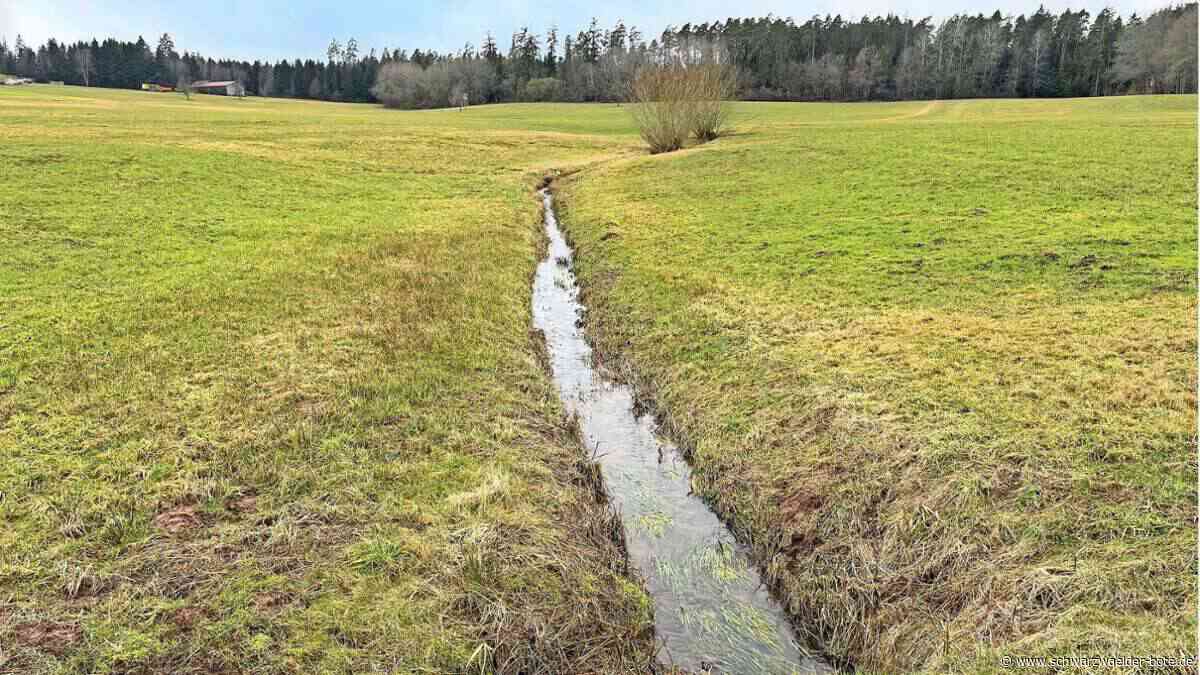 Amphibienschutz  in Neubulach: Neuer Lebensraum für Feuersalamander und Co.