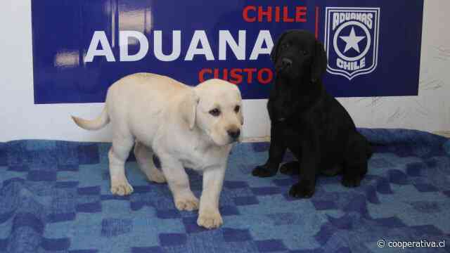 Cachorros se unirán a las filas de Directemar: Serán adiestrados en Los Andes