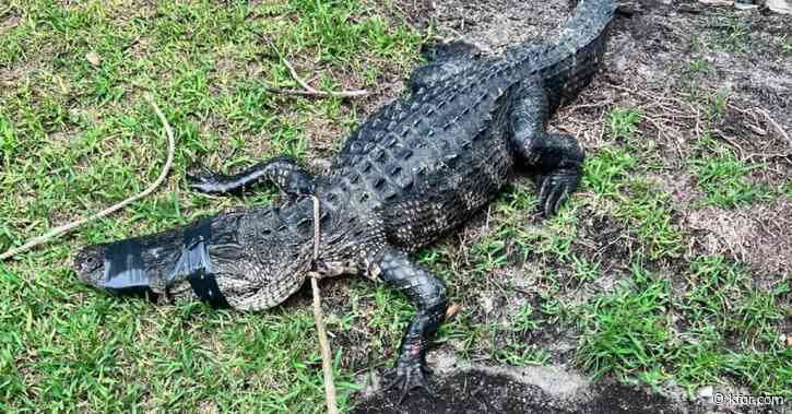 PHOTOS: 9-foot alligator found 'stalking' dog walkers in Florida, officials say