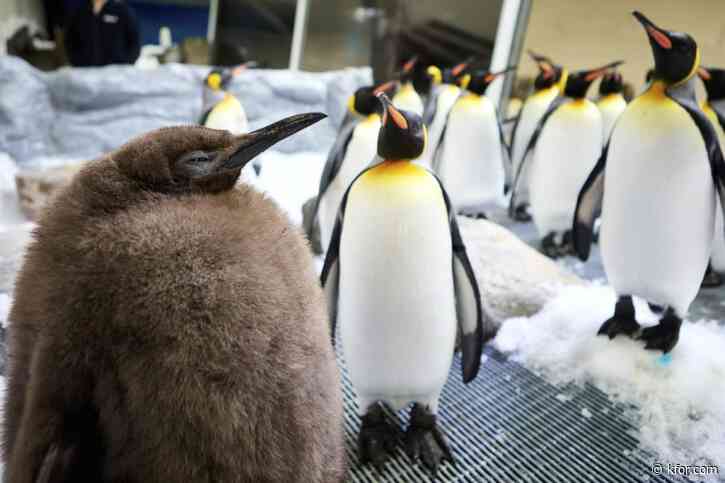 Huge penguin chick 'Pesto' a social media heavyweight