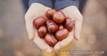 Dog owners issued warning over conkers as they could cause poisoning and even death in pets