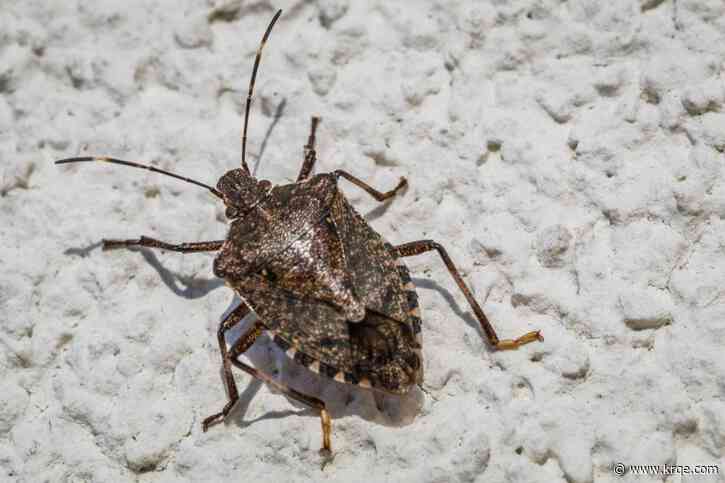 Are these invasive stink bugs trying to get in your home? Here's what you can do