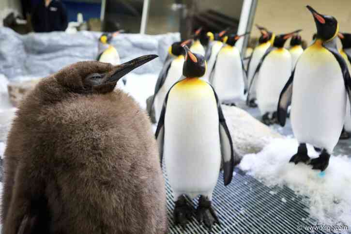 Huge penguin chick 'Pesto' a social media heavyweight