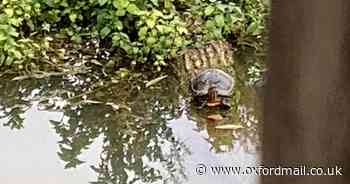 RSPCA responds to safety fears over escaped turtle in Oxford