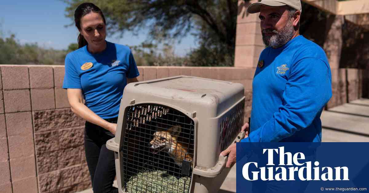 ‘He just had the greatest time’: California zoo animals returned home after wildfire evacuation