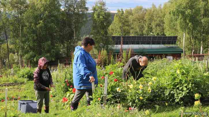 Climate change makes farming easier in Alaska. Indigenous growers hope to lead the way.