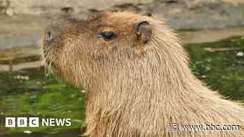 Cinnamon the capybara faces fresh capture attempt