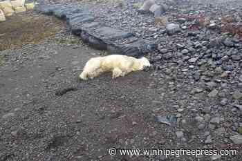 A rare polar bear showed up on the shores of Iceland. Police shot it