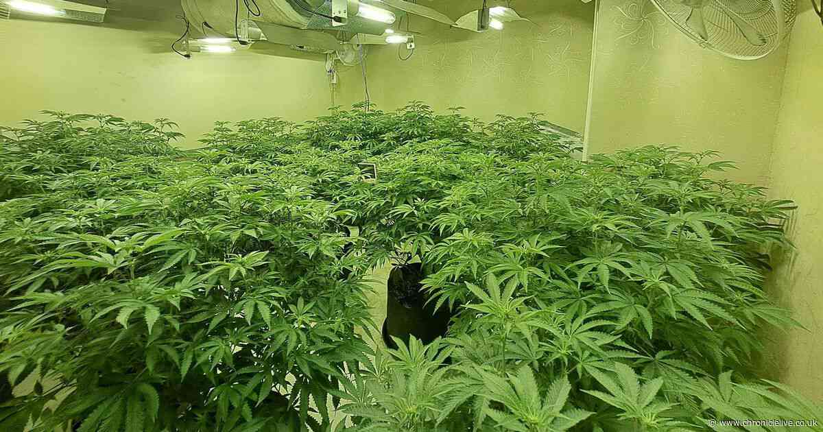 More than 200 cannabis plants seized after thermal images highlighted hotspot in Gateshead