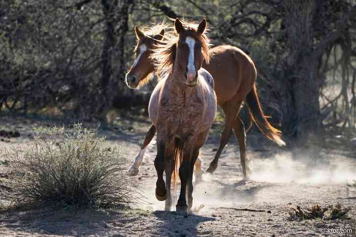 Bureau of Land Management offers opportunity to secure wild horses and burros