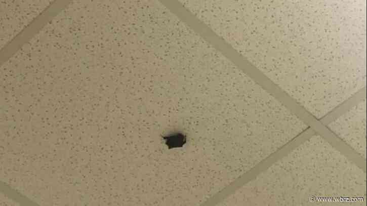 Ponchatoula school officials respond to reports of 'bat infestation' causing foul smells