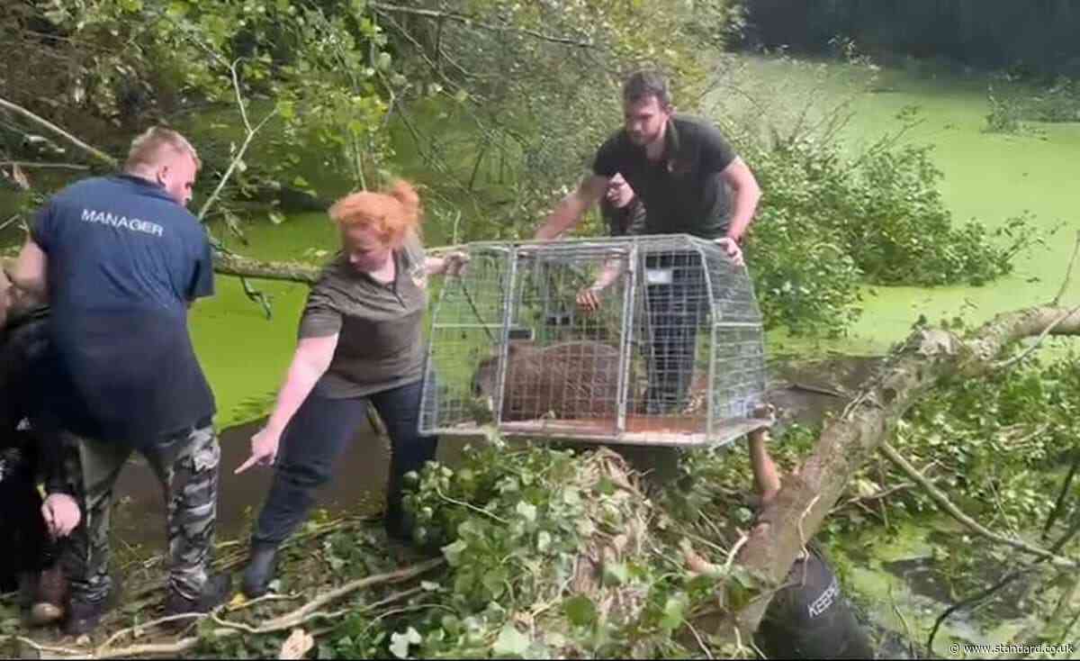 Escaped capybara finally captured after almost a week on the run