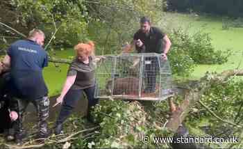 Escaped capybara finally captured after almost a week on the run