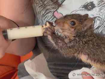 'We're getting a lot of calls right now' Wildlife rehabilitators see more rescued animals after flooding