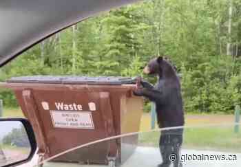 Whiteshell, Man. residents say they can’t ‘bear’ trash invaders