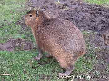 Escaped capybara Cinnamon recaptured after nearly a week on the run, soon to be reunited with family