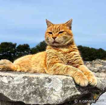 Garfield of Ephesus oversees ruins in Turkey