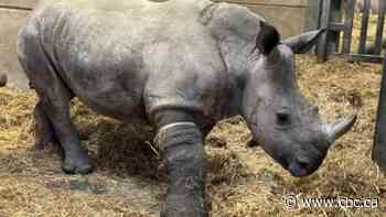 What do you do when a rhino breaks a leg? Call a horse doctor, of course